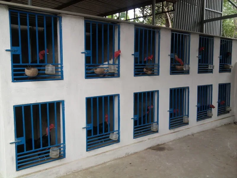 Hình ảnh minh họa lồng nuôi và lồng tập luyện dành cho gà chọi, thiết kế tiện dụng và chắc chắn.